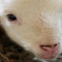 91年属羊2022年后半年运势详细说明