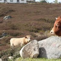 属相牛2022年要起飞了