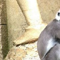 属猴56年出生男生2022年运势详细说明