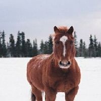 1966人属马55岁后运势怎样