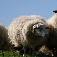 属羊的今年多少岁2022年