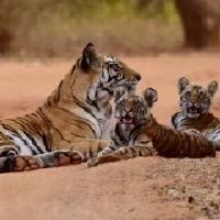 为什么2022年属狗的是一个坎