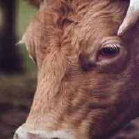 73年牛人2022年每月运势运程详细说明