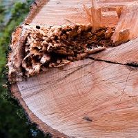 2022属羊的今年多少岁