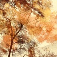 招募财富和繁荣的哪种鱼类,您应该筹集锦鲤筹集资金