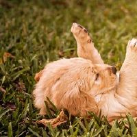 1982年属狗40岁后会大福大贵吗