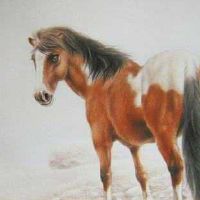 属马的可以开白色的车吗 生肖马的人开什么最旺