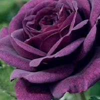 可以遵守您自己的想法,不容易改变十二生肖