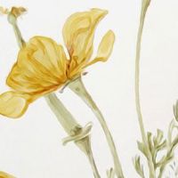 小暑节气儿童容易引发什么病 小暑节气小儿推拿的好处