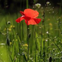 一个月中哪天出生的人是富贵好命