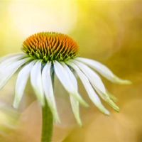 如果您的脸不愿欠人们,那么您携带的四个主要星座