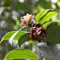 太阳巨蟹月亮巨蟹性格特点 优缺点解析