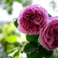 十二星座中哪些星座成为第三者的概率高