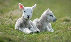 羊年生肖对照表:根据出生年份确定属羊年龄和岁数的详细指南