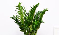 如果你是属羊的人,你应该考虑种植哪些植物和花草来展现你的理想风格(属羊适合种植哪些花草和绿色植物)?