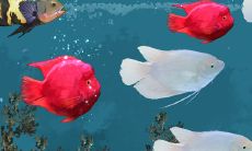 混养鱼池:探究最佳鱼类搭配,以锦鲤为中心,提升财运助旺运!