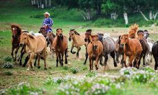 1990年属马的男性,到2023年的桃花运如何?:关于1990年属马男人在2023年的婚姻运势和恋爱前景,我们有什么看法?