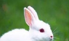 探讨87年属兔人如何提升2023年运势运程