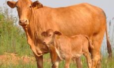 属鸡的人的性格特点和品质是怎样的?