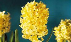 3月15日特别版:探索生日花占卜的神秘之处(含1月7日生日花占卜)