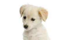 经水墨先生卜算,来自属狗人今日的运势是如何的?