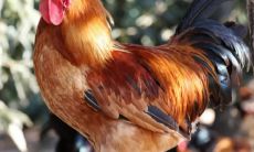 两个属相为生肖鸡和猴的人,他们的相貌和特质会是如何?