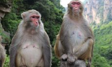 哪一天出生的属猴人最为幸运?探寻属猴人最佳诞生日与出生时间