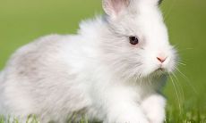 属兔的人,哪几个月份出生最有好命?