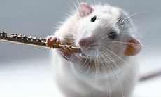 探究属鼠人九月份的运势以及其一生的命运走向