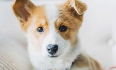 在1994年出生的属狗人,将面临人生最艰难的时刻(恶运连连:属狗女士94年降临的劫难)