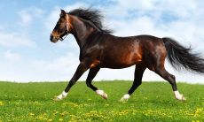 2023年最佳适婚属相如何选?全面解析2023年结婚最佳属相选择!