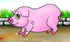 详解每个属猪生肖的年龄,你知道生肖猪有几岁吗?