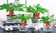 为了招财和保持健康,属猪的人应该种植哪些花卉在家中?