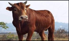 属牛的人在1937年出生后,可以期待多长的寿命?