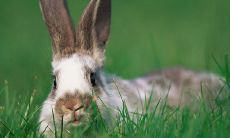 探索属猪三合属相:揭晓属猪三大贵人的神秘面纱