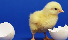 从1981年至2023年,哪个月的财运更好?─ 探讨属鸡人今天的财运走势