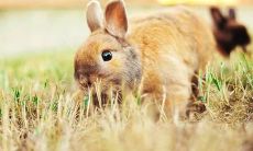 63年属兔男人的命运:探究属兔男人是否拥有好运?