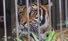 探究74年出生的虎在今天的财运状况以及猜测其明天的运势如何