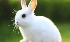 1977属蛇人2023年全年运势,详细解析属兔人在各个方面的生活、事业、财运和感情运势!