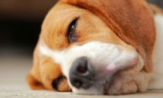 双鱼座倒霉熊: 周公解梦揭示的涨水梦境现象