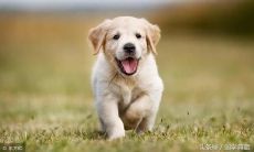 属于狗的人在哪个时辰出生更加有利于命运发展?