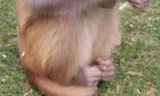 2023年属牛生肖的健康状况:预测与分析