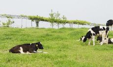 出生于1997年本命年属牛的人今年应该几岁了?请查看属牛本命年的出生年份