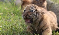 属于虎年出生的男性或男孩应该如何选择适合自己的名字?