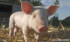 由癸卯日柱出生的属猪男女命运受到跳蚤咬的影响