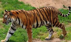 预测1962年出生的属虎命运:阐述寿命及婚姻关系,其中涉及到两次婚姻的可能性