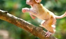 探究2004年属猴人在2023学业方面的运势:能否顺利攀升,挑战与机遇并存的未来究竟如何?