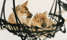 属羊人在2023年的虎年运势如何:探寻属羊人在鼠年运势的真相!