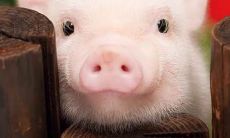 属猪者命运:出生月份决定大富大贵?了解属猪一生的命运福泽!