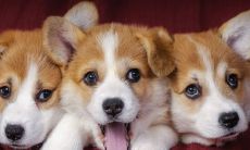 1970年属狗的人寿命有多长?预估这些出生在1970年的属狗人士的寿命